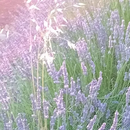 Maison Jaune Séjour chez l'habitant