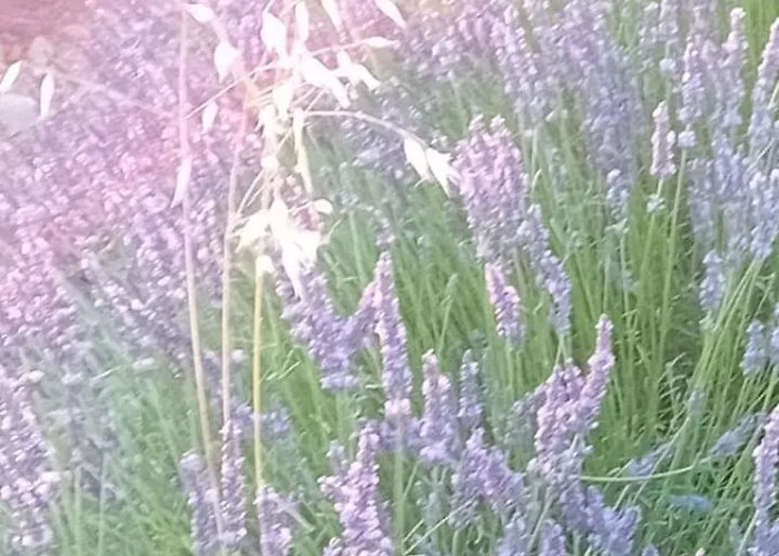 Maison Jaune Homestay szállás